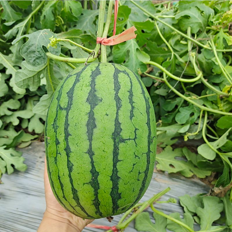 챦