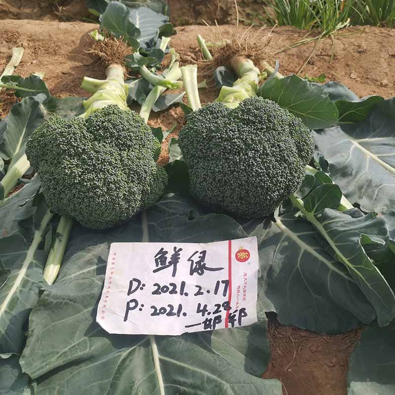 Ӯ76net·