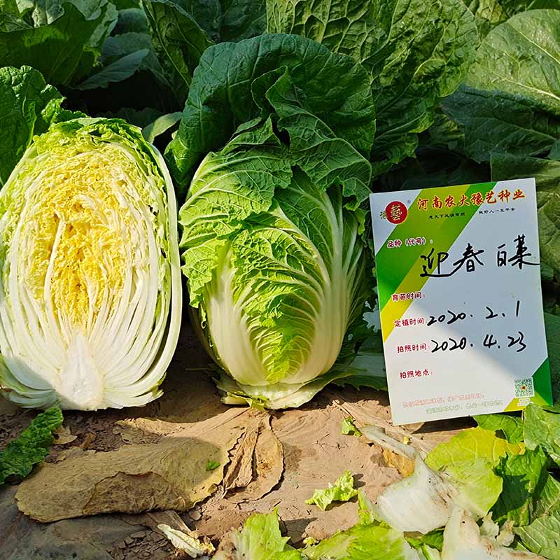 Ӯ76net·ӭײ